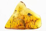 Detailed Fossil Moss (Bryophyta) In Baltic Amber #272226-1